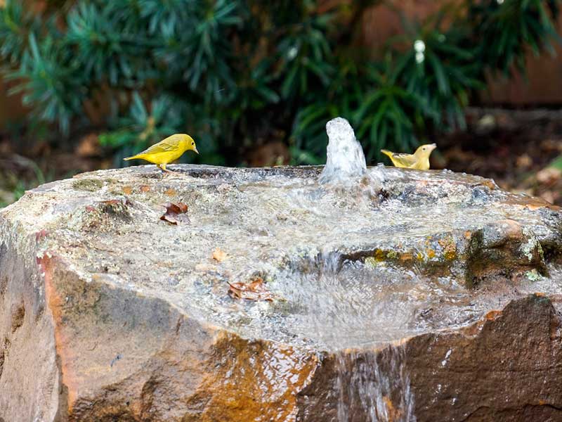 ponds-111614-1 Ponds & Water Features